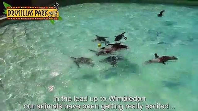 Drusillas Penguins play ball