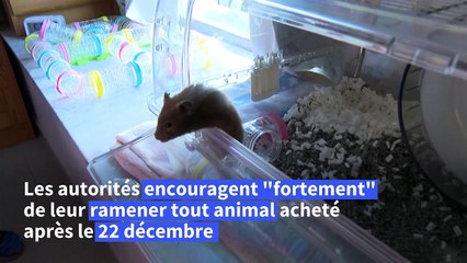 Covid: fureur et tristesse à Hong Kong après la décision d'éliminer les hamsters