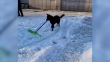 Funniest Dogs And Cats Videos - Best Funny Animal Videos 2022