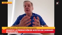 Avanza la producción de aceites de cannabis en misiones