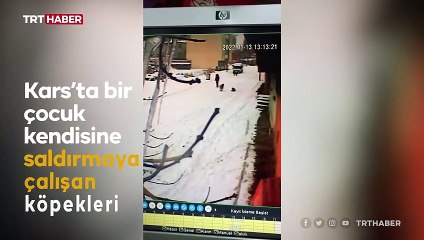 Saldırmaya çalışan köpeklere karşı kendini elleriyle savundu