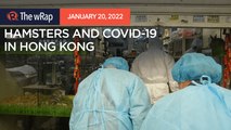 Thousands in Hong Kong volunteer to adopt hamsters amid COVID-19 fears