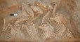 Découverte en Syrie des ossements du kunga, le premier animal hybride connu créé par les hommes