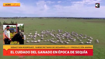 El cuidado del ganado en época de sequía