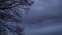 This stunning footage shows a starling murmuration forming the shape - of a meerkat's head