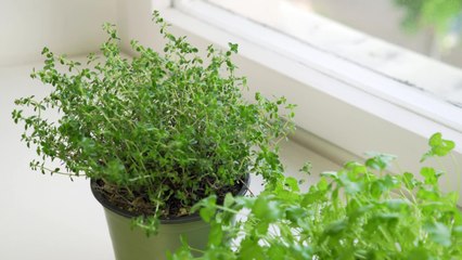 Von Petersilie bis Salbei: So gesund sind frische Kräuter