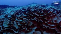 ‘We know so little’: Oceanographers rejoice after pristine coral reef discovery in Tahiti