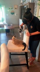 Kitty Relaxes as Her Human Vacuums Her Hair