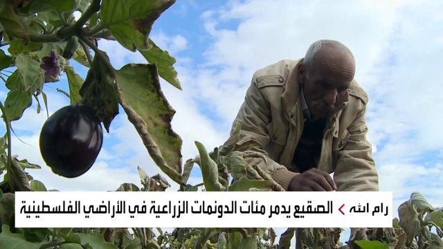 خسائر فادحة للمزروعات في الأراضي المحتلة جراء موجة الصقيع