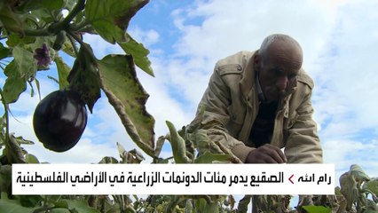 خسائر فادحة للمزروعات في الأراضي المحتلة جراء موجة الصقيع