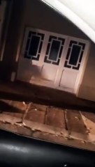 Puma suelto en pleno centro de Buenos Aires