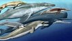 How Whales Evolved From Prehistoric Wolves - Full Documentary