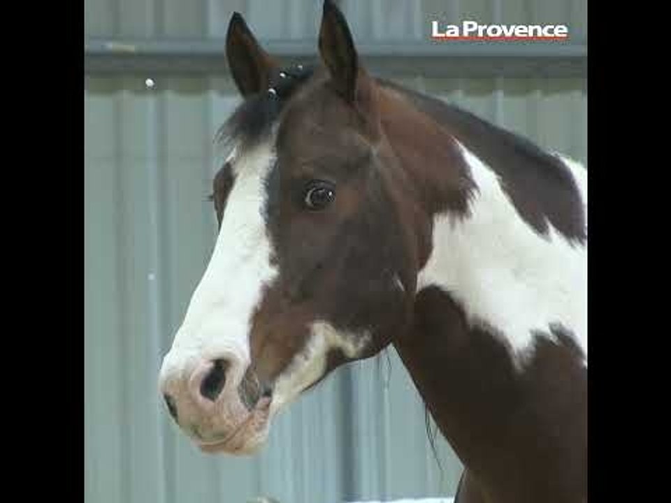 La 36e édition de Cheval Passion se poursuit sur Avignon