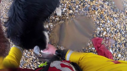 Max the dog rescue - Newhaven