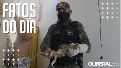 PM é acionada para retirar jacaré de casa e encontra lagarto raro