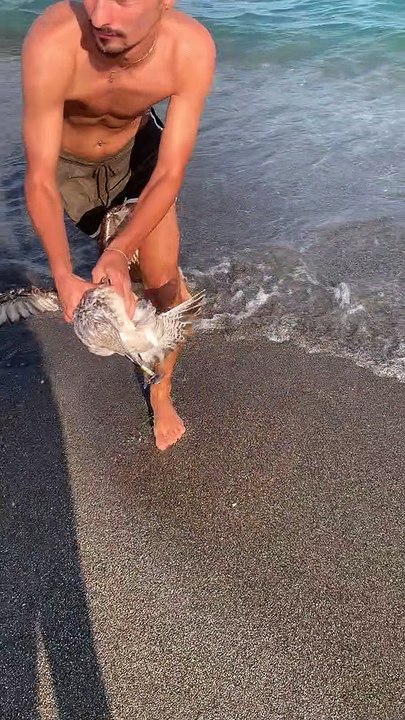 Saving a Seagull on the Beach