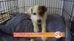 Puppy Luv Founder tells us how they help you pick the right rescue