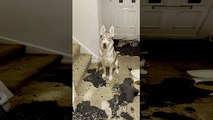 Siberian Husky Shreds Stairs