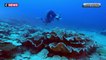 Tahiti : Un récif de coraux exceptionnel a été découvert (Vidéo)
