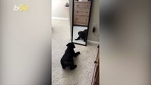 Puppy vs. Mirror! This Adorable Moment Shows a Lab Pup Make Friends With Himself in the Mirror