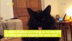 This Cat Does a Very Weird Thing When He Hears His Favorite Song