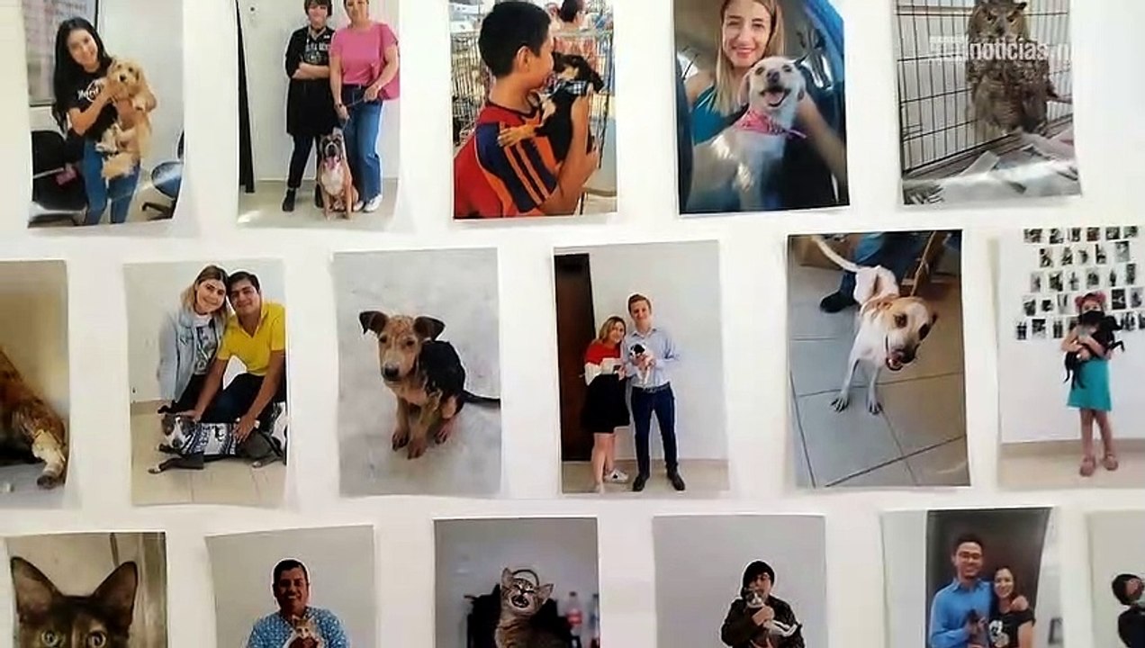 Sonrisas, perrita rescatada busca familia