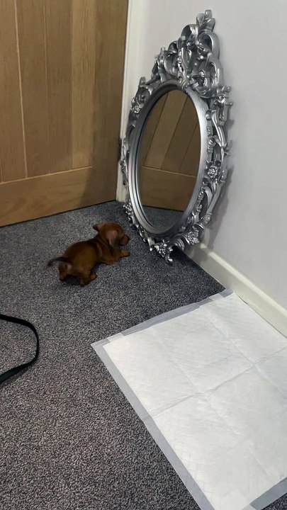 Puppy Bruce Seeing Himself in a Mirror for the First Time