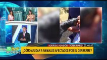 Rondón sobre animales afectados por derrame de petróleo: 