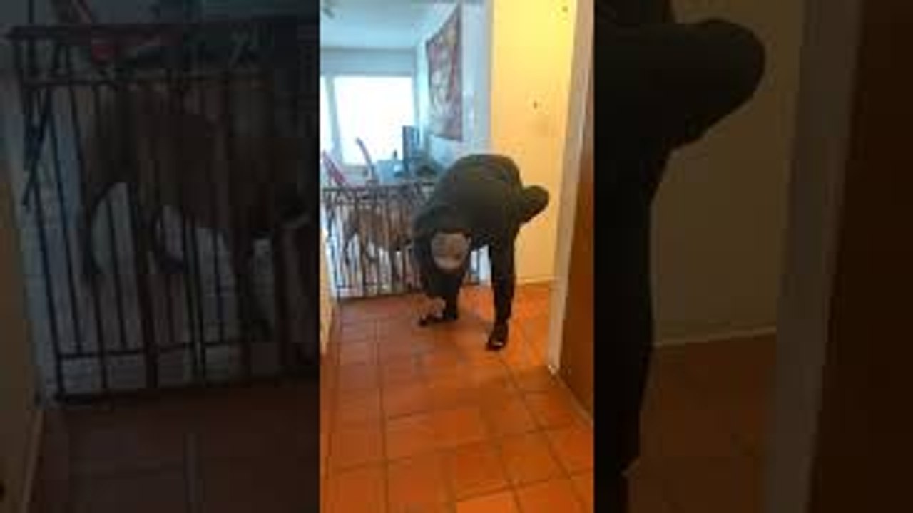 Puppy Crawls into Owners Pants Falls Out the Pant Leg