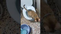 Conscious Cat Uses Toilet