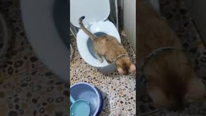 Conscious Cat Uses Toilet