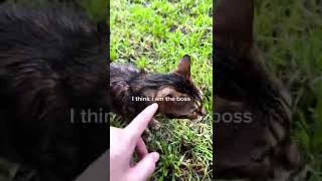 Bengal Cat Argues with his Hooman