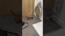 Puppy Bruce Seeing Himself in a Mirror for the First Time