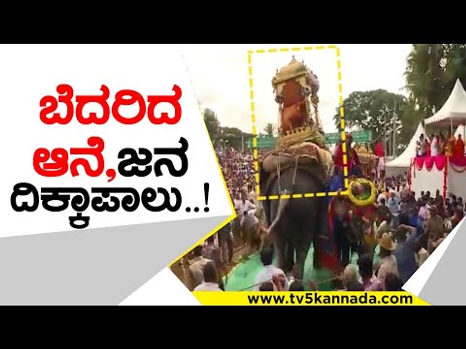 ಪಟಾಕಿ ಸದ್ದಿಗೆ ಬೆದರಿದ ಆನೆ.. ಓಡಿಹೋದ ಜನ..! | shrirangapattana | elephent | | tv5kannada | mysoredasara