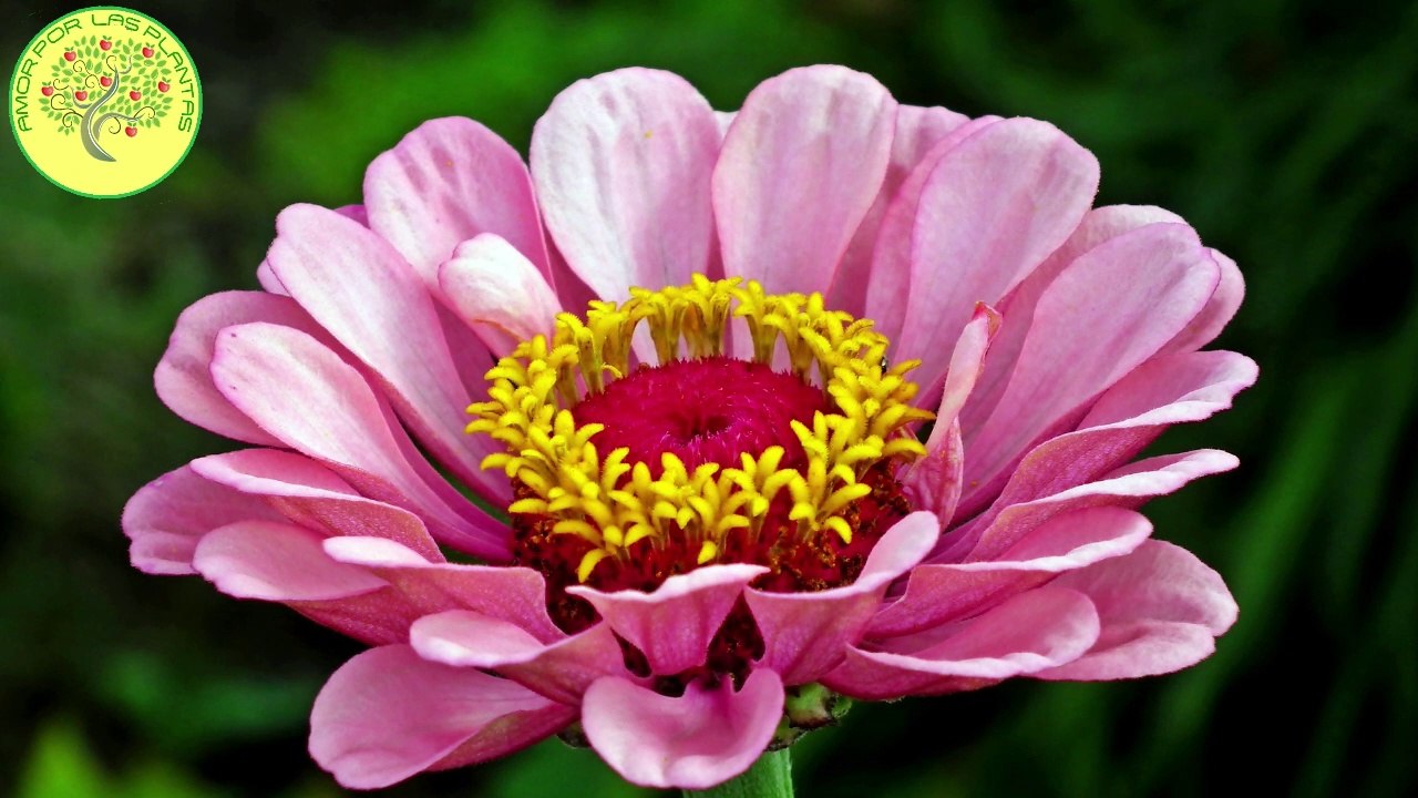 Germinacion de zinnia dalia / paso a paso