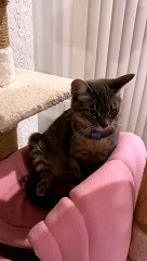 Cat Can't Quite Scratch Her Itch