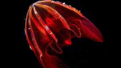 Never-Before-Seen Deep Sea Creatures Are Coming to This California Aquarium's New Exhibit