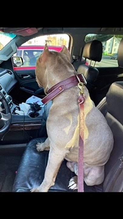 King David Went for a Ride