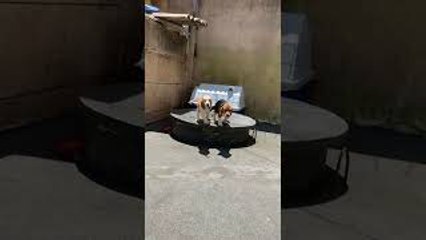Synchronized Goofy Beagle Sisters Jump