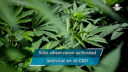 Además de las vacunas, el cannabidiol también evitaría la replicación del Covid-19