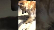 Golden Retriever Attacks Shadows in the Snow