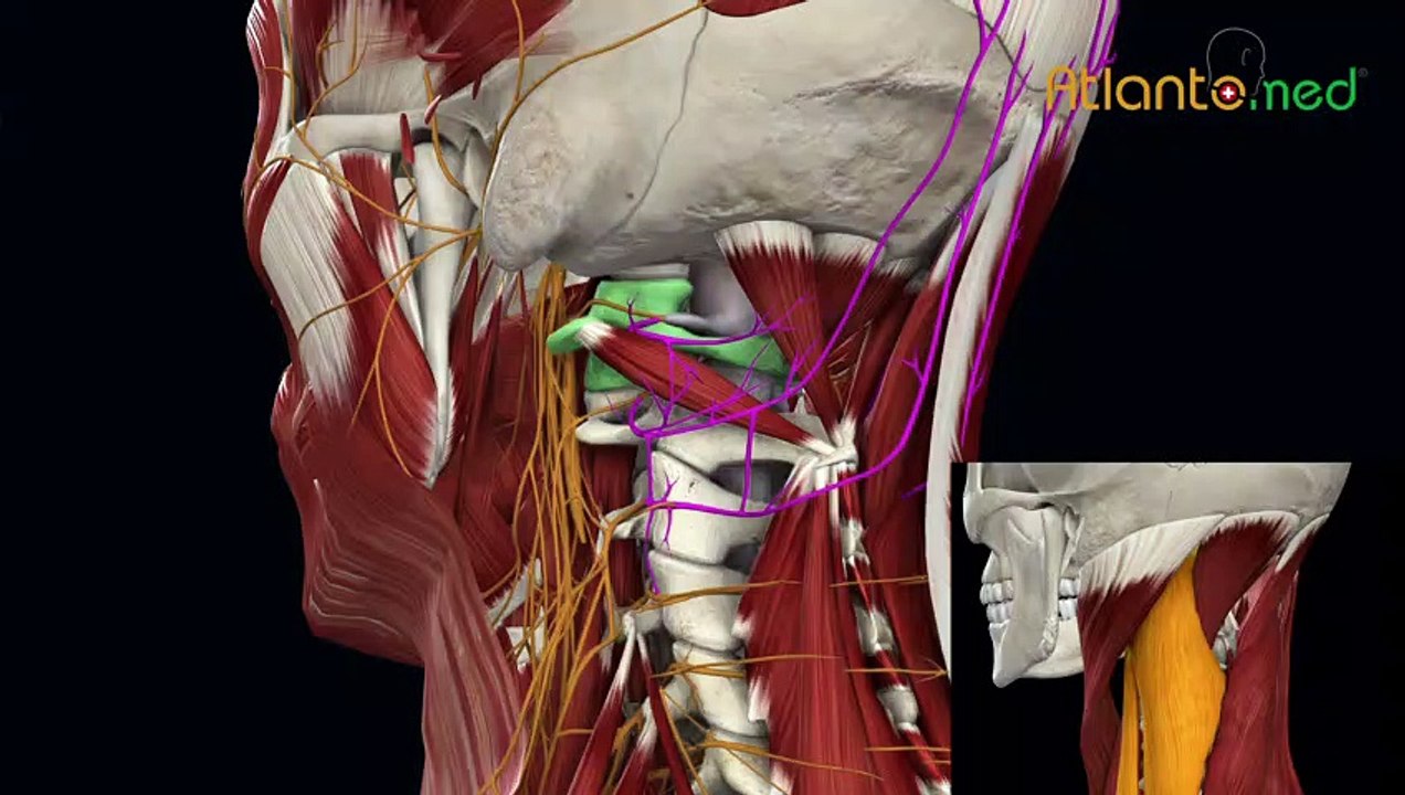 SPANNUNGSKOPFSCHMERZEN: wie noch niemand es erklärt hat