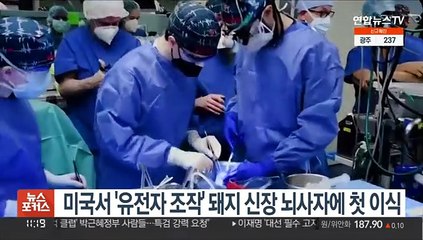 미국서 '유전자 조작' 돼지 신장 뇌사자에 첫 이식