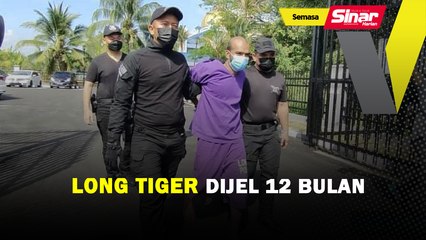 Long Tiger dijel 12 bulan