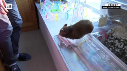 Hamster owner "heartbroken" after Hong Kong orders Covid cull