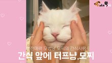 반전매력 모범냥의 간식 사랑, 터프냥 모찌