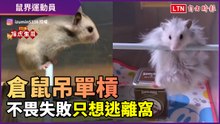 特技寵物篇9-3》倉鼠奮力一躍吊單槓！不畏失敗只求逃離窩