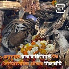Legendary 'Collarwali' Tigress Passes Away In Madhya Pradesh