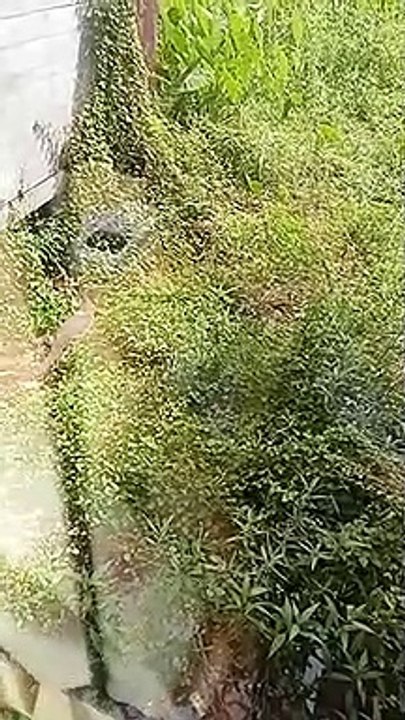penampakan biawak terbesar di belakang kantor desa