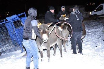 BAŞIBOŞ EŞEKLER 'DONMASIN' DİYE TOPLANIP BARINAĞA GETİRİLDİ